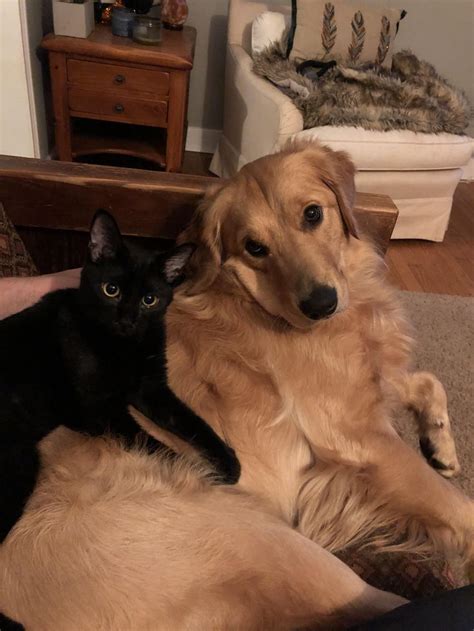 The Highs and Lows of Having a <b>Golden</b> <b>Retriever</b> Boyfriend. . Golden retriever personality and black cat